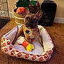 Glo T. is registered to the contest to win money with this photo: dog, french_bulldog, dog_bed, toy, bone_toy, carpet, basket, blanket, speaker, indoor, pet, cute, animal, cozy, paw_prints, orange, brown, white, relaxed, curious