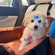Bubbles joined the competition — help win amazing prizes! blue_shirt, bow, car_door, car_interior, car_seat, collar, cute, dog, fluffy, leash, person_arm, pet, pink_tag, puppy, seat_cover, seatbelt, sunlight, tongue_out, white_fur, window