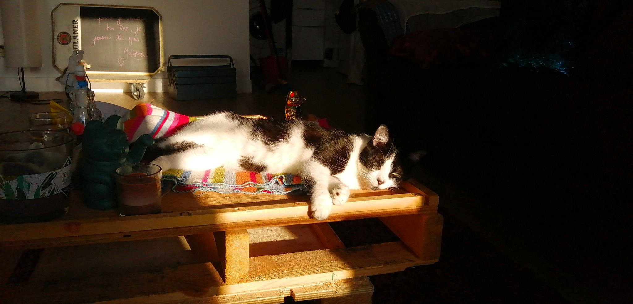 Lutin a rejoint le concours — aidez-le/la à gagner de superbes lots ! carnivore, cat, english_springer_spaniel, felidae, kitten, norwegian_forest_cat, small_to_medium_sized_cats, spaniel, sporting_group, table, tail, whiskers