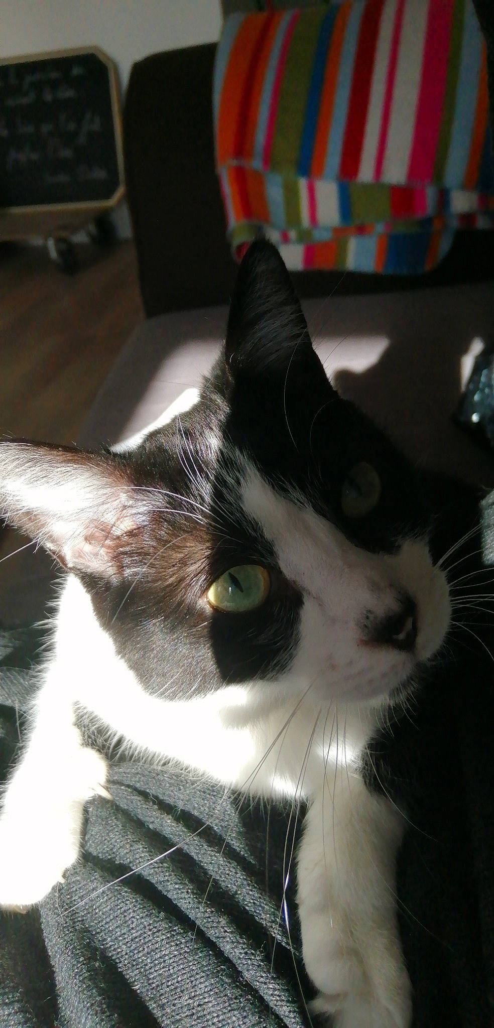 Lutin participe au concours pour gagner de l'argent avec cette photo : carnivore, cat, domestic_short_haired_cat, ear, eye, felidae, fur, kitten, small_to_medium_sized_cats, snout, tail, whiskers