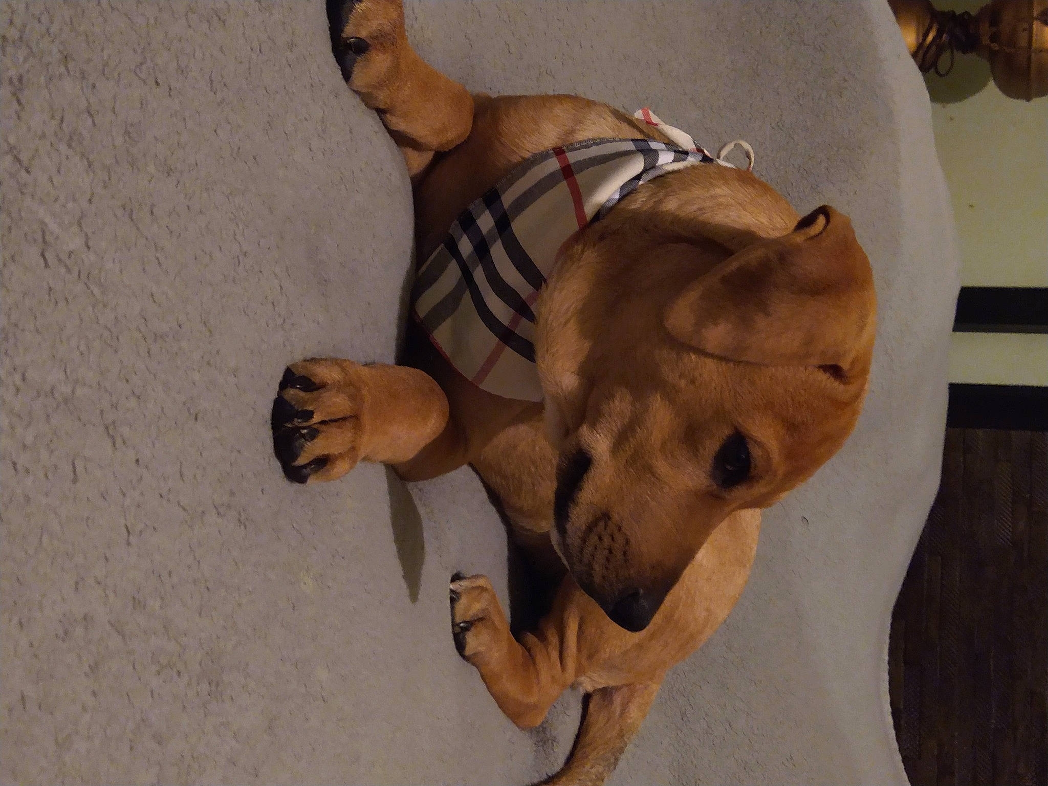 Wrigley is registered to the contest to win money with this photo: art, carnivore, dog_breed, eyewear, fawn, felidae, flooring, foot, fun, fur, human_leg, knee, paw, sand, small_to_medium_sized_cats, snout, toy, whiskers, wood, wrist