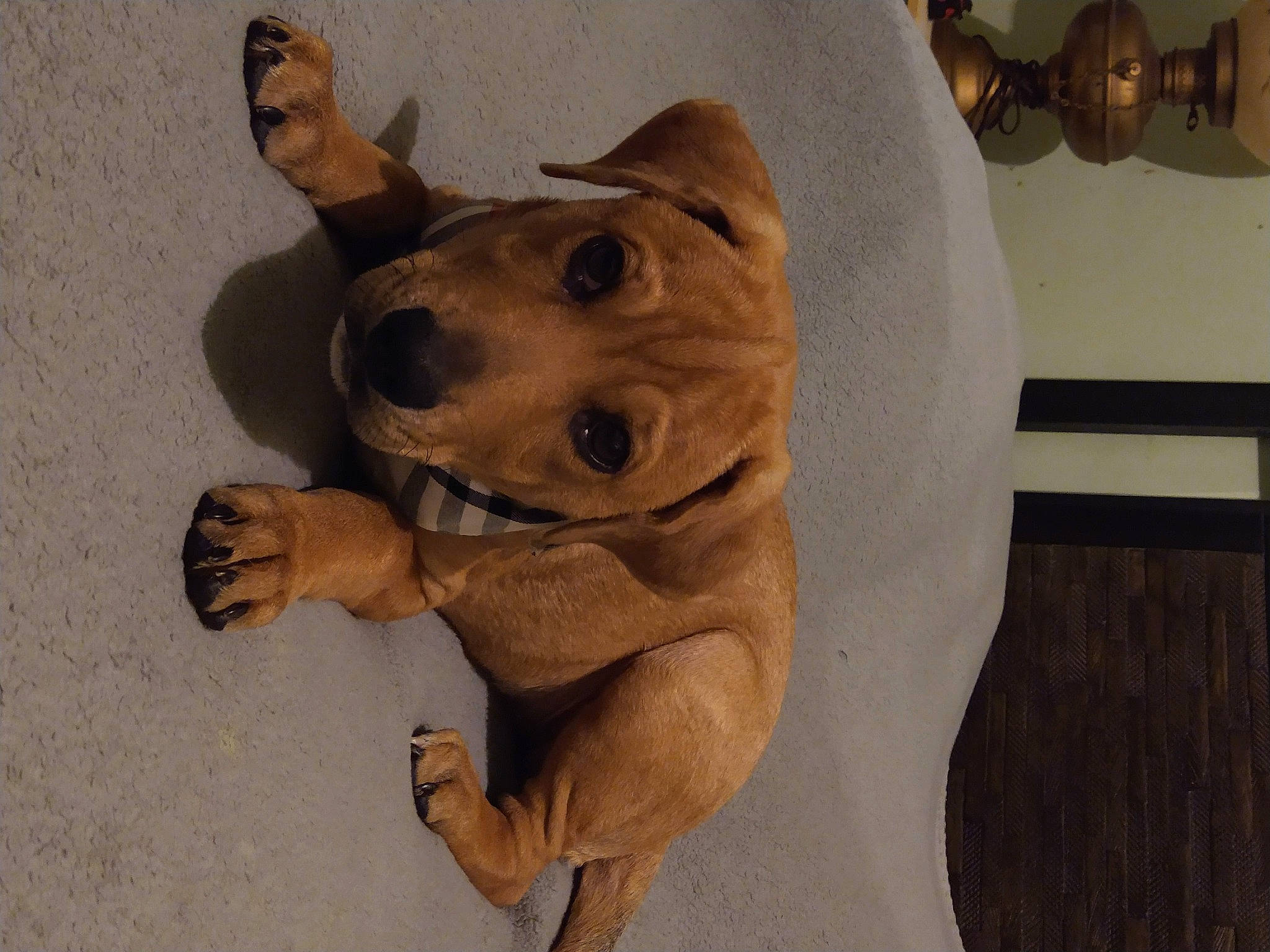 Wrigley joined the competition — help win amazing prizes! art, canidae, carnivore, companion_dog, dog, dog_breed, dog_collar, fawn, felidae, flooring, jaw, paw, sculpture, snout, sporting_group, street_dog, tail, terrestrial_animal, wood, working_animal