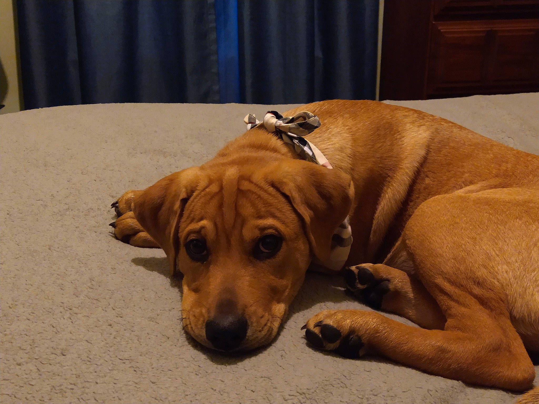 Wrigley joined the competition — help win amazing prizes! canidae, carnivore, comfort, companion_dog, curtain, dog, dog_breed, dog_supply, fawn, flooring, hardwood, liver, paw, pet_supply, snout, sporting_group, whiskers, wood, working_animal, working_dog