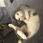 Jack joined the competition — help win amazing prizes! animal, blanket, cat, cozy, feline, gray_cat, green_eyes, hammock, indoors, kitten, lying_down, paw, pet, playful, relaxed, toe_beans, toy, upside_down, whiskers, white_cat