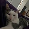 Jack is registered to the contest to win money with this photo: animal, bedroom, blanket, cat, close_up, cozy, ears, feline, fur, gray_cat, indoors, lounging, pet, pink_nose, portrait, purple_blanket, relaxed, sleepy, whiskers, white_cat