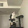 Jack joined the competition — help win amazing prizes! alert, animal, cat, cat_tree, ceiling, domestic_animal, door, feline, furniture, hanging_ball, home, indoor, pet, portrait, room, scratching_post, sitting, toy, vent, white_and_gray