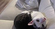 Jack is registered to the contest to win money with this photo: animal_portrait, black_and_white, blanket, cat, cozy, fur, furniture, green_eyes, home, indoor, living_room, lounging, pet, photography, pink_ears, pink_nose, playful, relaxed, upside_down, white_couch