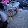 Jack is registered to the contest to win money with this photo: cat, sleeping, relaxed, white_cat, gray_cat, pet, animal, close_up, portrait, couch, sofa, textured_fabric, pillow, living_room, television, indoor, cozy, blue_lighting, whiskers, paw