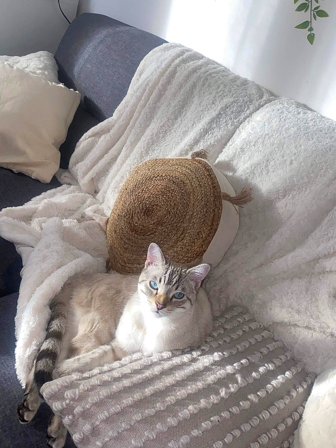 Tim a rejoint le concours — aidez-le/la à gagner de superbes lots ! bed_sheet, bedding, carnivore, cat, cat_supply, comfort, couch, domestic_short_haired_cat, fawn, felidae, fur, grey, linens, room, small_to_medium_sized_cats, tail, textile, throw_pillow, whiskers, wood