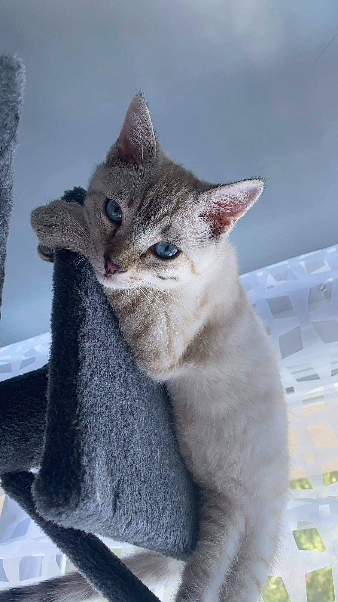 Tim participe au concours pour gagner de l'argent avec cette photo : carnivore, cat, cat_supply, claw, comfort, domestic_short_haired_cat, felidae, fur, gesture, grey, paw, small_to_medium_sized_cats, snout, tail, terrestrial_animal, whiskers, window