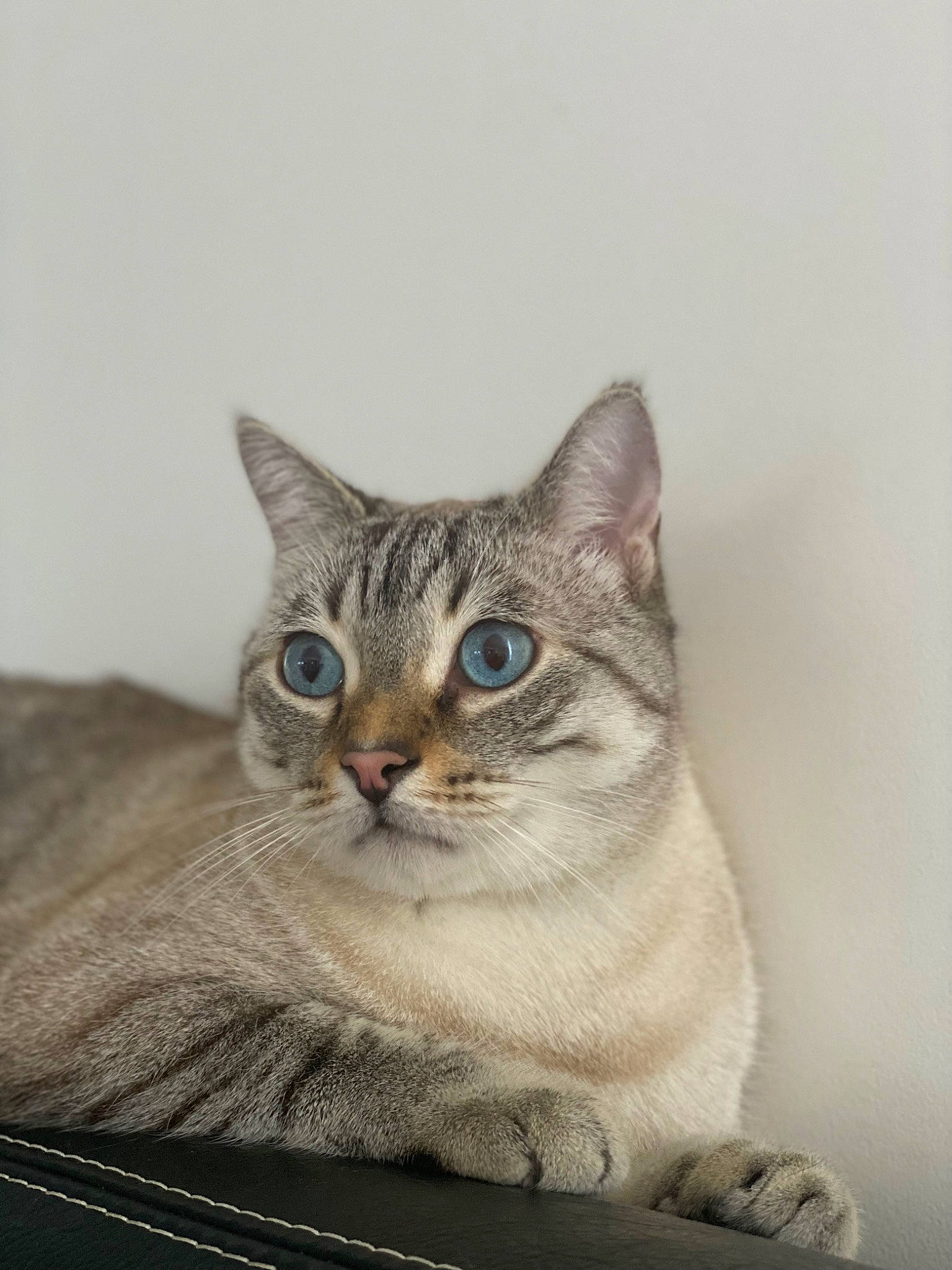 Tim a rejoint le concours — aidez-le/la à gagner de superbes lots ! art, carnivore, cat, domestic_short_haired_cat, eye, felidae, fur, illustration, paint, painting, paw, photo_caption, sitting, small_to_medium_sized_cats, snout, terrestrial_animal, whiskers, wildlife, window