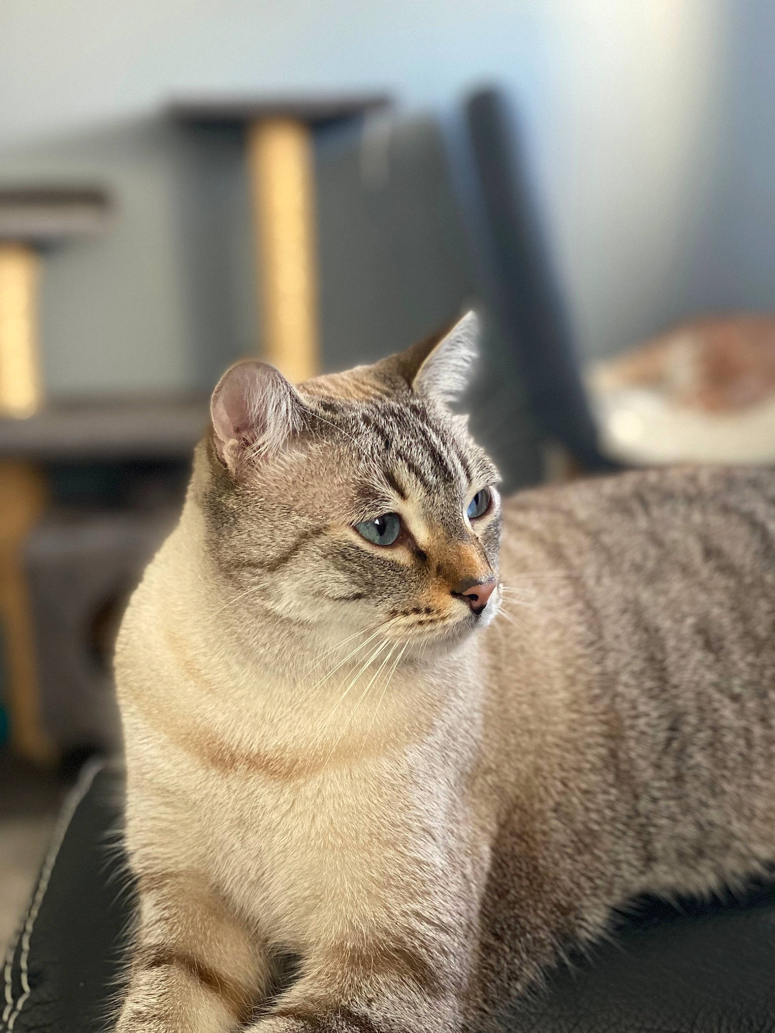 Tim a rejoint le concours — aidez-le/la à gagner de superbes lots ! carnivore, cat, domestic_short_haired_cat, fang, fawn, felidae, fur, grey, sand, small_to_medium_sized_cats, snout, terrestrial_animal, whiskers, wildlife, window