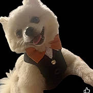 Coco Chanel is registered to the contest to win money with this photo: dog, white, fluffy, tuxedo, bow_tie, pet, smiling, portrait, cute, small_dog, animal, friendly, costume, indoors, groomed, happy, furry, wearing_clothes, black_background, studio_style