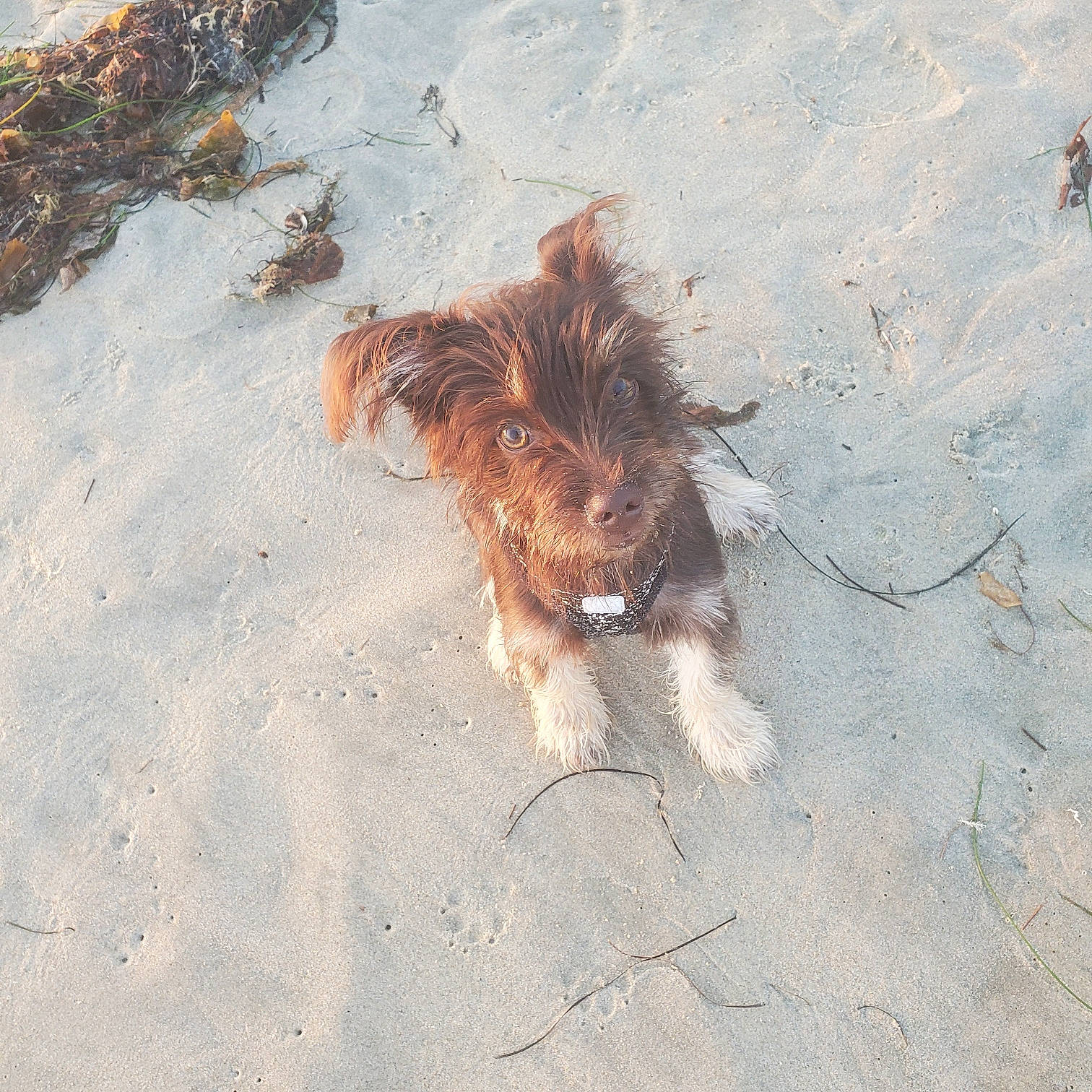 Ody joined the competition — help win amazing prizes! asphalt, beach, canidae, carnivore, companion_dog, dog, dog_breed, fawn, fur, liver, paw, road_surface, sand, shadow, small_terrier, snout, soil, sporting_group, tail, terrier