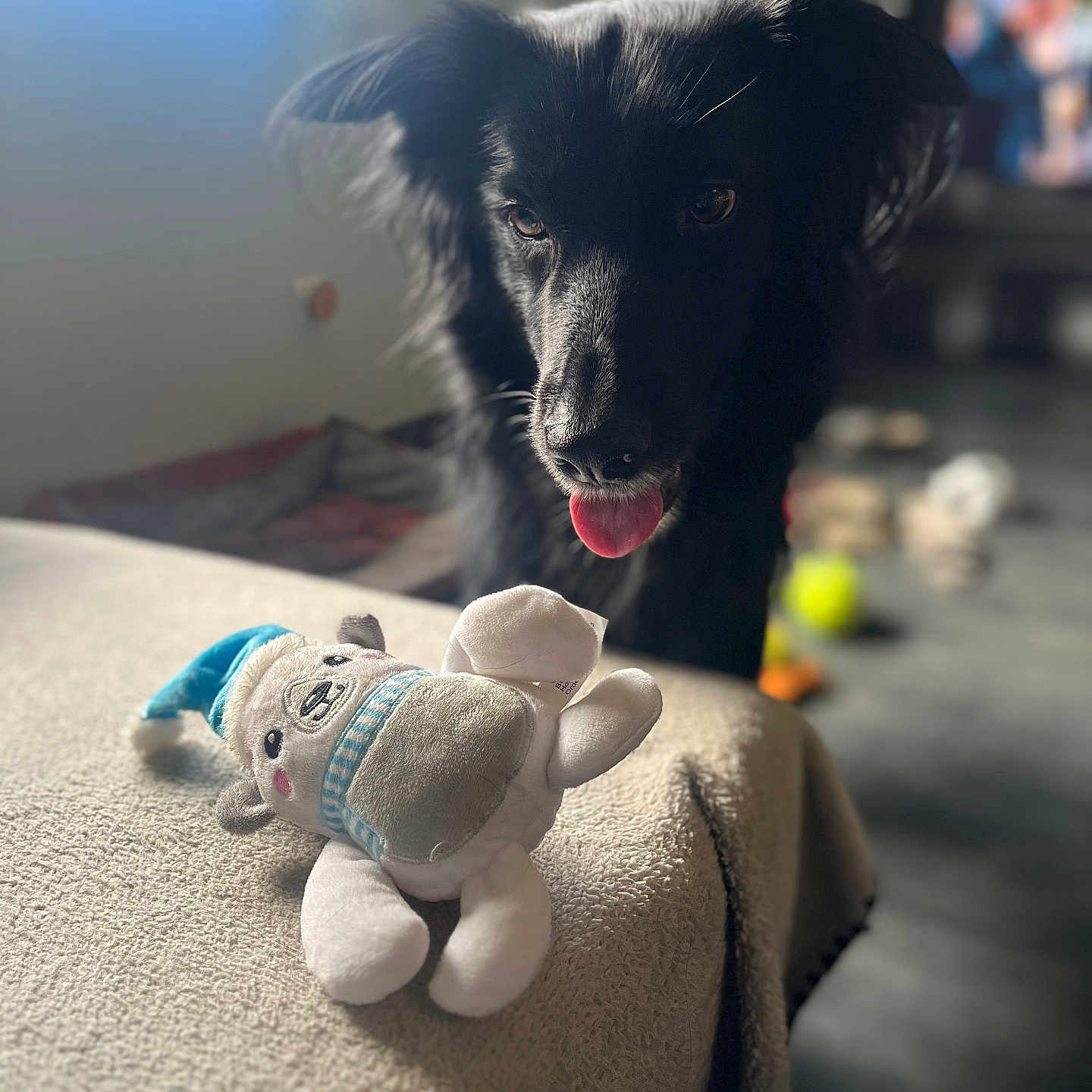 Raphia a rejoint le concours — aidez-le/la à gagner de superbes lots ! animal, ball, bear, canine, cockerspaniel, couch, cushion, dog, furniture, homedecor, indoors, linen, pet, plush, puppy, sport, tennis, tennisball, toy, whitedog