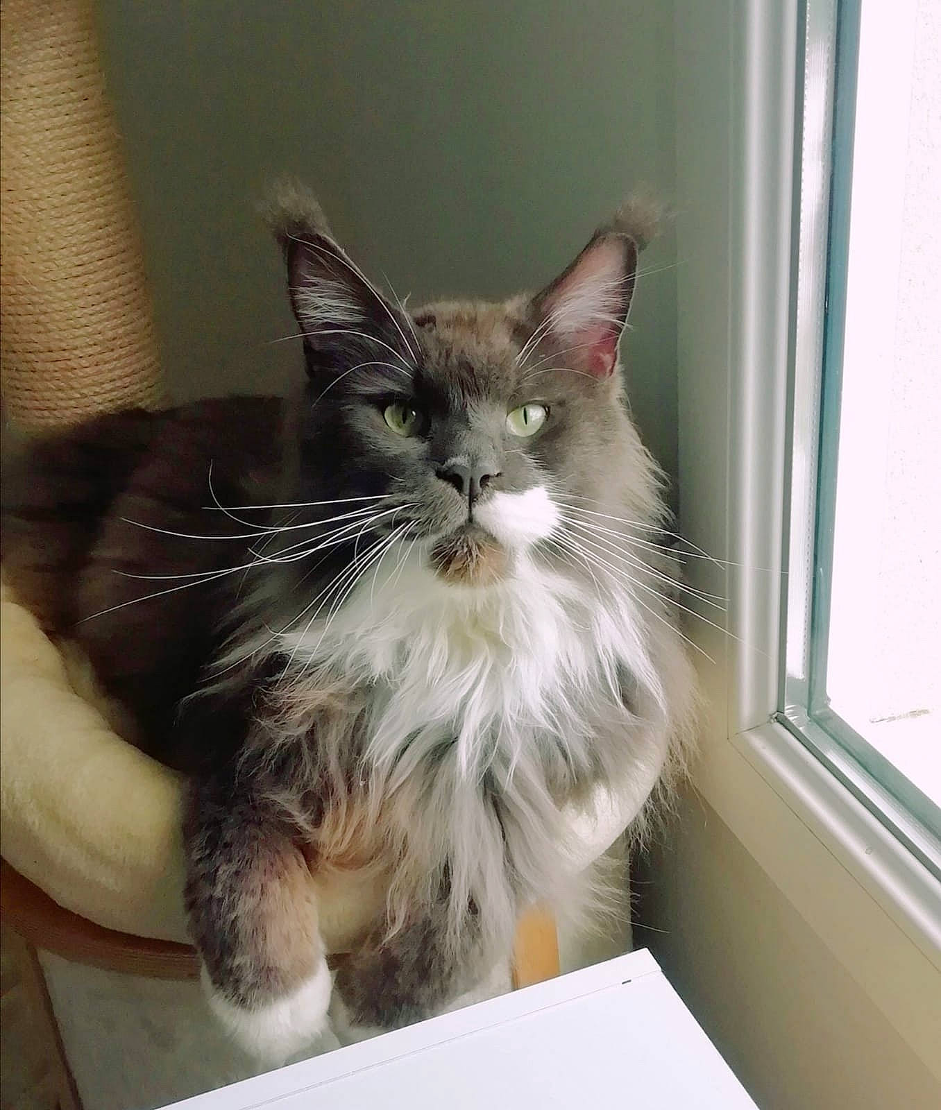 Paxou a rejoint le concours — aidez-le/la à gagner de superbes lots ! box, british_longhair, carnivore, cat, claw, comfort, domestic_short_haired_cat, door, fawn, felidae, fur, paw, small_to_medium_sized_cats, snout, tail, whiskers, window, window_blind