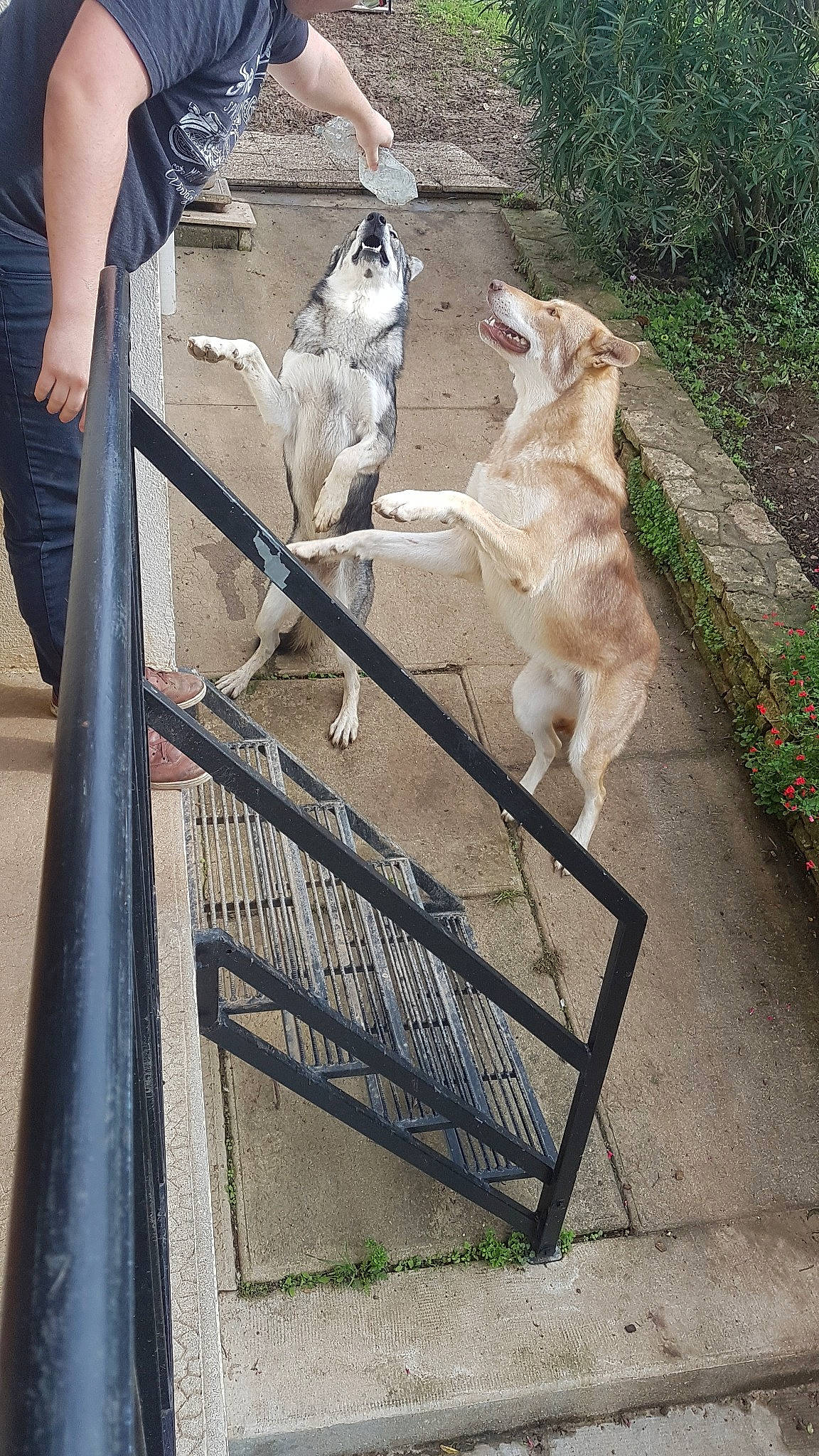 Orus Et O'Plume participe au concours pour gagner de l'argent avec cette photo : canidae, carnivore, fawn, retriever, sporting_group, zoo
