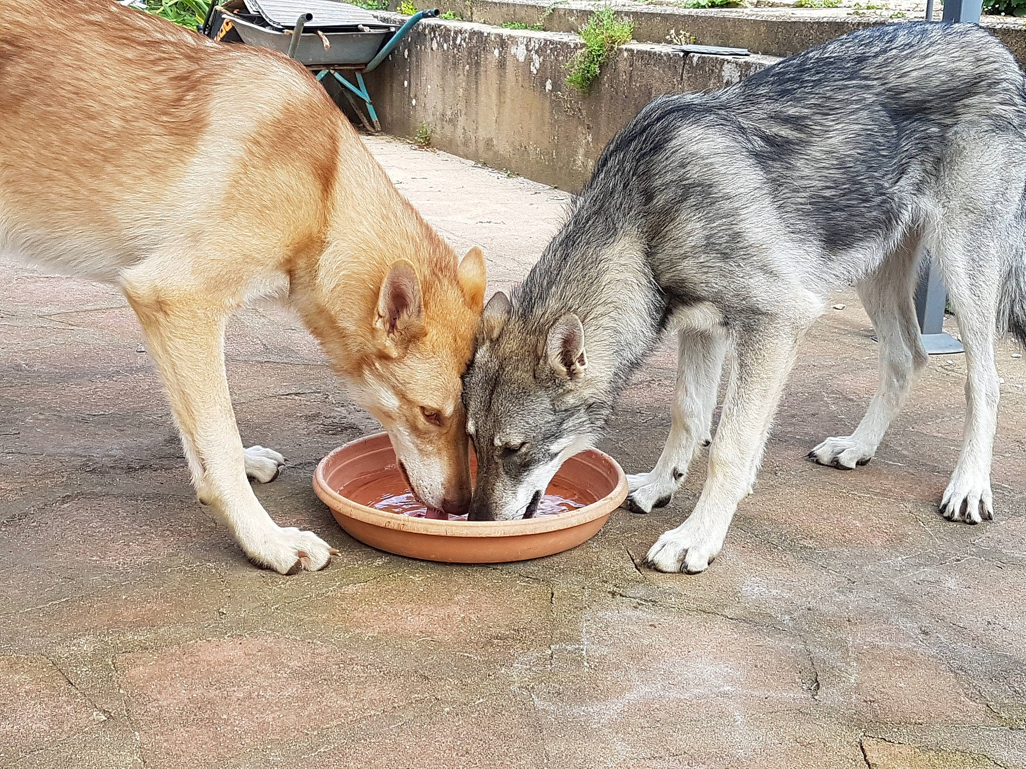 Orus Et O'Plume participe au concours pour gagner de l'argent avec cette photo : canidae, canis, carnivore, czechoslovakian_wolfdog, dog, dog_breed, eating, kunming_wolfdog, mammal, native_american_indian_dog, northern_inuit_dog, saarloos_wolfdog, seppala_siberian_sleddog, shikoku, snout, tamaskan_dog, vertebrate, wildlife, wolf, wolfdog