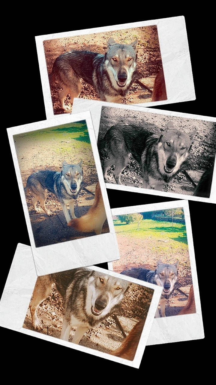 Orus Et O'Plume a rejoint le concours — aidez-le/la à gagner de superbes lots ! adaptation, art, marsupial, organism, printmaking, stock_photography, wildlife