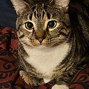 Georgie joined the competition — help win amazing prizes! cat, tabby_cat, close_up, pet, animal, feline, whiskers, ears, eyes, fur, white_paw, patterned_blanket, indoor, resting, cute, portrait, domestic_cat, mammal, curious, cozy