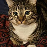 cat, tabby_cat, close_up, pet, animal, feline, whiskers, ears, eyes, fur, white_paw, patterned_blanket, indoor, resting, cute, portrait, domestic_cat, mammal, curious, cozy