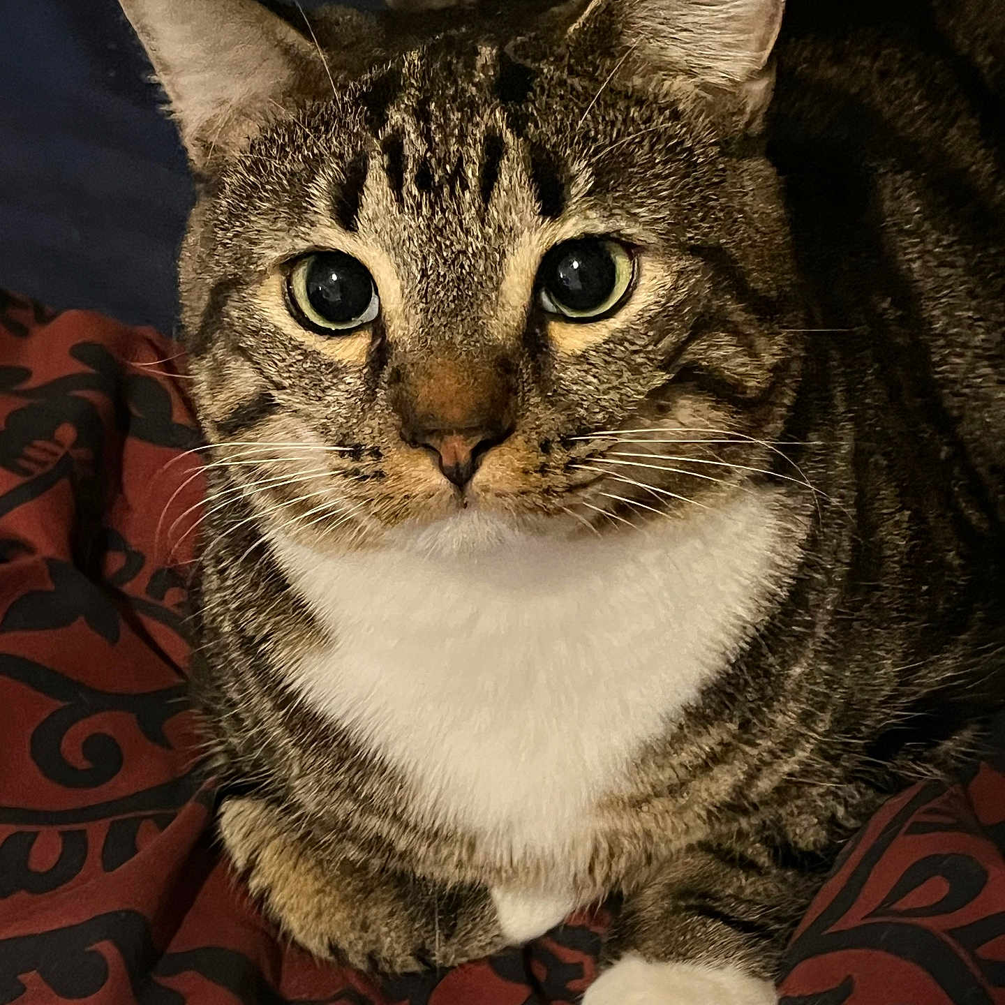 Georgie joined the competition — help win amazing prizes! cat, tabby_cat, close_up, pet, animal, feline, whiskers, ears, eyes, fur, white_paw, patterned_blanket, indoor, resting, cute, portrait, domestic_cat, mammal, curious, cozy