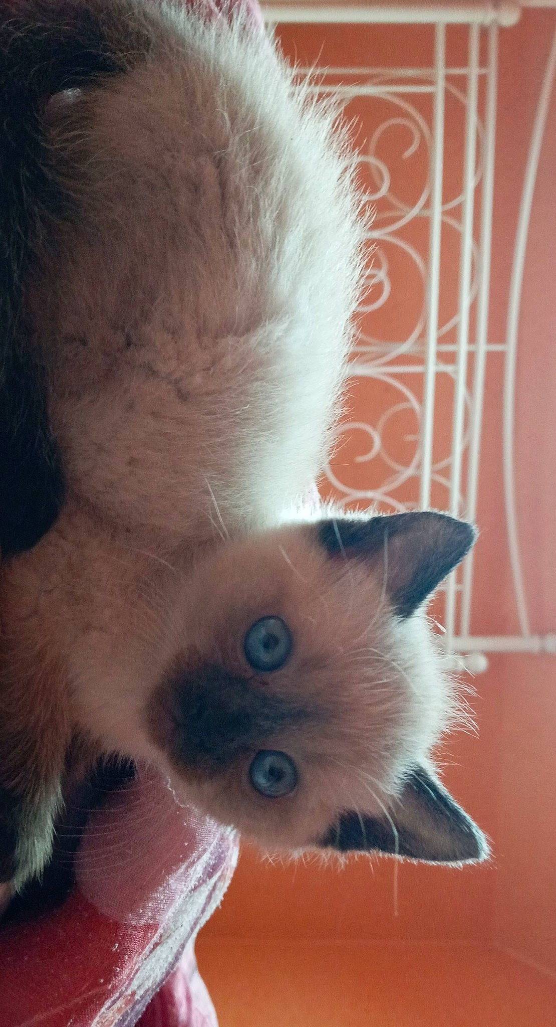 Miel a rejoint le concours — aidez-le/la à gagner de superbes lots ! balinese, birman, british_longhair, carnivore, cat, close_up, ear, eye, felidae, himalayan, kitten, nose, organ, ragdoll, siamese, skin, small_to_medium_sized_cats, snout, thai, whiskers