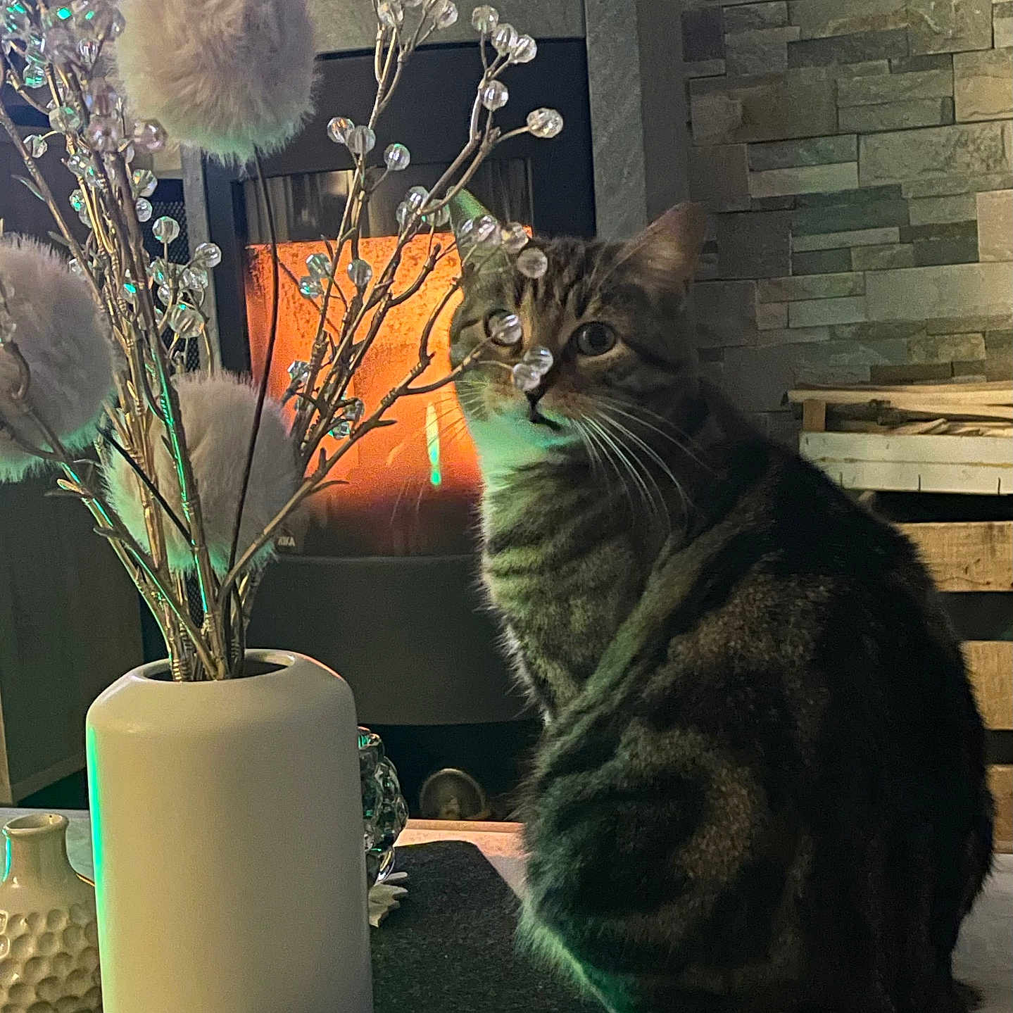 Didie participe au concours pour gagner de l'argent avec cette photo : cat, tabby_cat, vase, decorative_branches, fireplace, indoor, cozy, stone_wall, wood, table, curious, pet, furniture, warm_light, home_decor, animal, domestic_cat, sitting, whiskers, tail