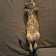 Braise a rejoint le concours — aidez-le/la à gagner de superbes lots ! cat, kitten, animal, pet, feline, lying_down, belly_up, sleeping, relaxed, paws, whiskers, ears, spotted_fur, striped_tail, fur, couch, sofa, cushion, indoor, portrait