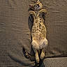 cat, kitten, animal, pet, feline, lying_down, belly_up, sleeping, relaxed, paws, whiskers, ears, spotted_fur, striped_tail, fur, couch, sofa, cushion, indoor, portrait