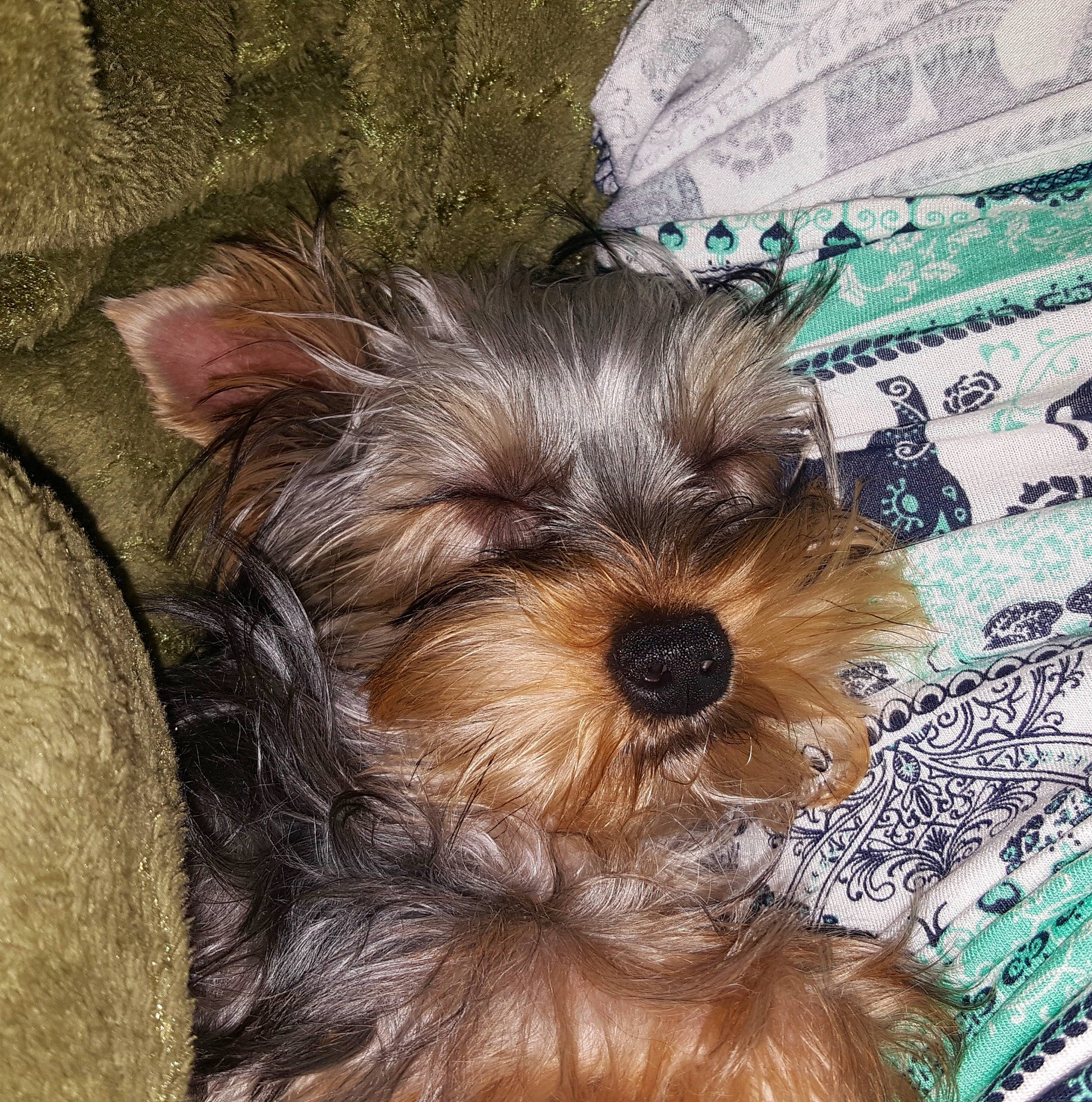 Laila is registered to the contest to win money with this photo: australian_silky_terrier, biewer_terrier, canidae, carnivore, companion_dog, dog, dog_breed, maltepoo, mammal, morkie, puppy, rare_breed_dog, schnoodle, small_terrier, snout, terrier, toy_dog, vertebrate, yorkipoo, yorkshire_terrier