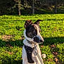 Coco participe au concours pour gagner de l'argent avec cette photo : dog, leash, harness, collar, grass, trees, outdoor, sunlight, pet, animal, nature, canine, sitting, daytime, greenery, park, fur, ears, alert, side_view