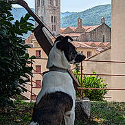 Coco participe au concours pour gagner de l'argent avec cette photo : dog, outdoor, grass, tree, building, tower, sky, nature, pet, canine, architecture, leaf, fence, shadow, sunlight, village, landscape, sitting, collar, daytime