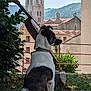 dog, outdoor, grass, tree, building, tower, sky, nature, pet, canine, architecture, leaf, fence, shadow, sunlight, village, landscape, sitting, collar, daytime