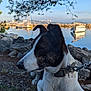 Coco a rejoint le concours — aidez-le/la à gagner de superbes lots ! dog, animal, outdoor, nature, water, boat, marina, rocks, sky, tree, grass, collar, leash, reflection, cityscape, pet, canine, daytime, landscape, peaceful