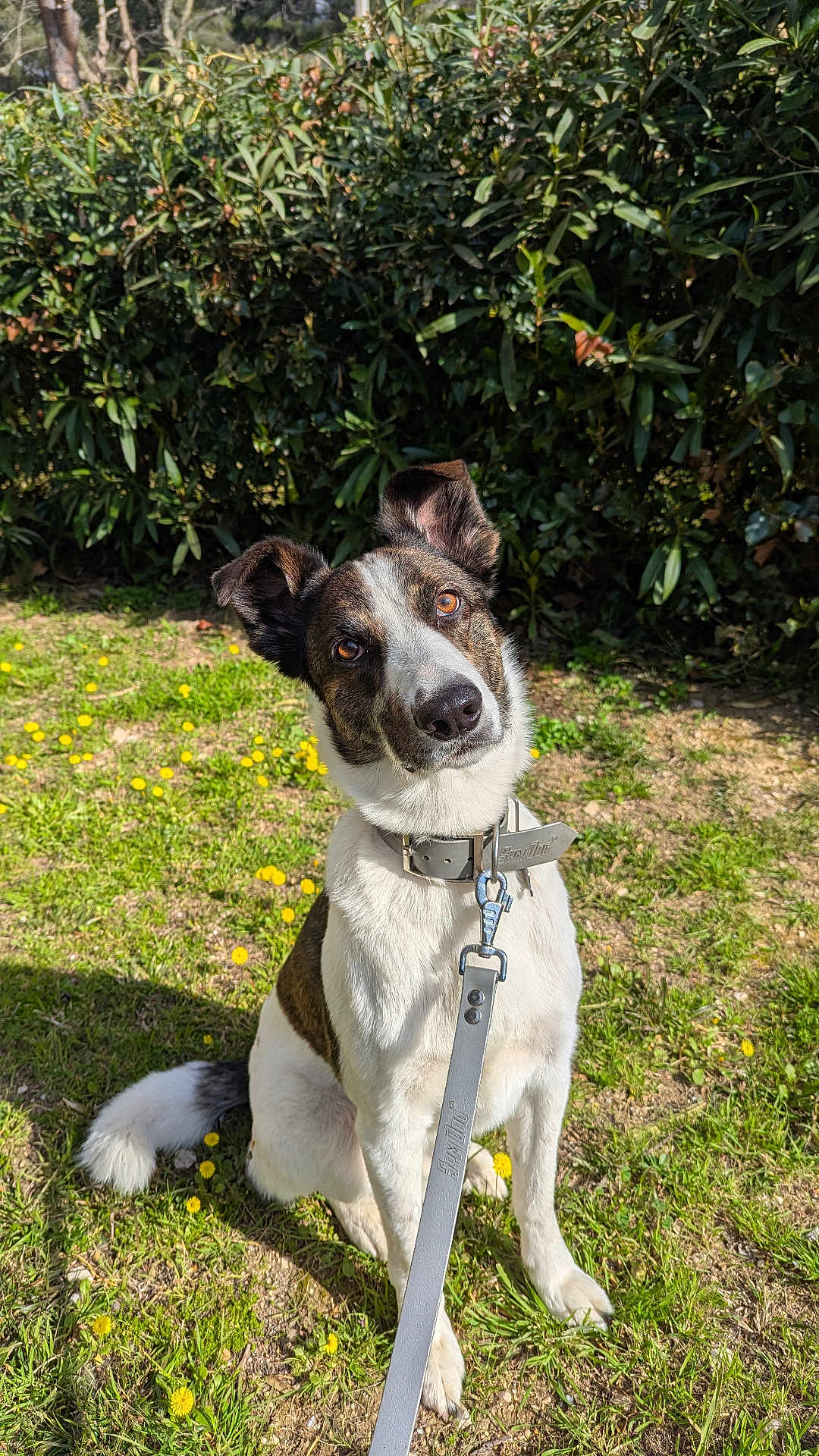Coco a rejoint le concours — aidez-le/la à gagner de superbes lots ! dog, pet, leash, grass, flowers, outdoor, sunlight, canine, sitting, curious, ears, collar, nature, greenery, happy, animal, cute, friendly, daytime, portrait