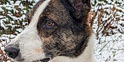 Coco a rejoint le concours — aidez-le/la à gagner de superbes lots ! dog, animal, pet, snow, winter, outdoor, field, green_sweater, harness, leash, fur, ears, brown_eyes, grass, cold, nature, canine, portrait, side_profile, frost