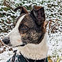 dog, animal, pet, snow, winter, outdoor, field, green_sweater, harness, leash, fur, ears, brown_eyes, grass, cold, nature, canine, portrait, side_profile, frost