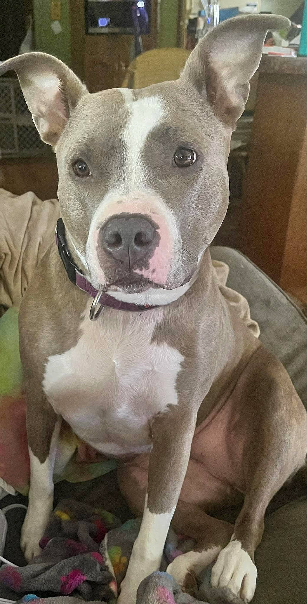 Gracie is registered to the contest to win money with this photo: ancient_dog_breeds, canidae, carnivore, collar, companion_dog, dog, dog_breed, dog_collar, ear, fawn, non_sporting_group, old_english_terrier, snout, terrestrial_animal, whiskers, working_animal