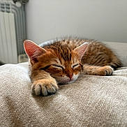 Archibald a rejoint le concours — aidez-le/la à gagner de superbes lots ! kitten, cat, sleeping, paw, fur, tabby, cushion, texture, indoor, cozy, resting, pet, animal, closeup, soft, comfort, relaxation, feline, whiskers, ears