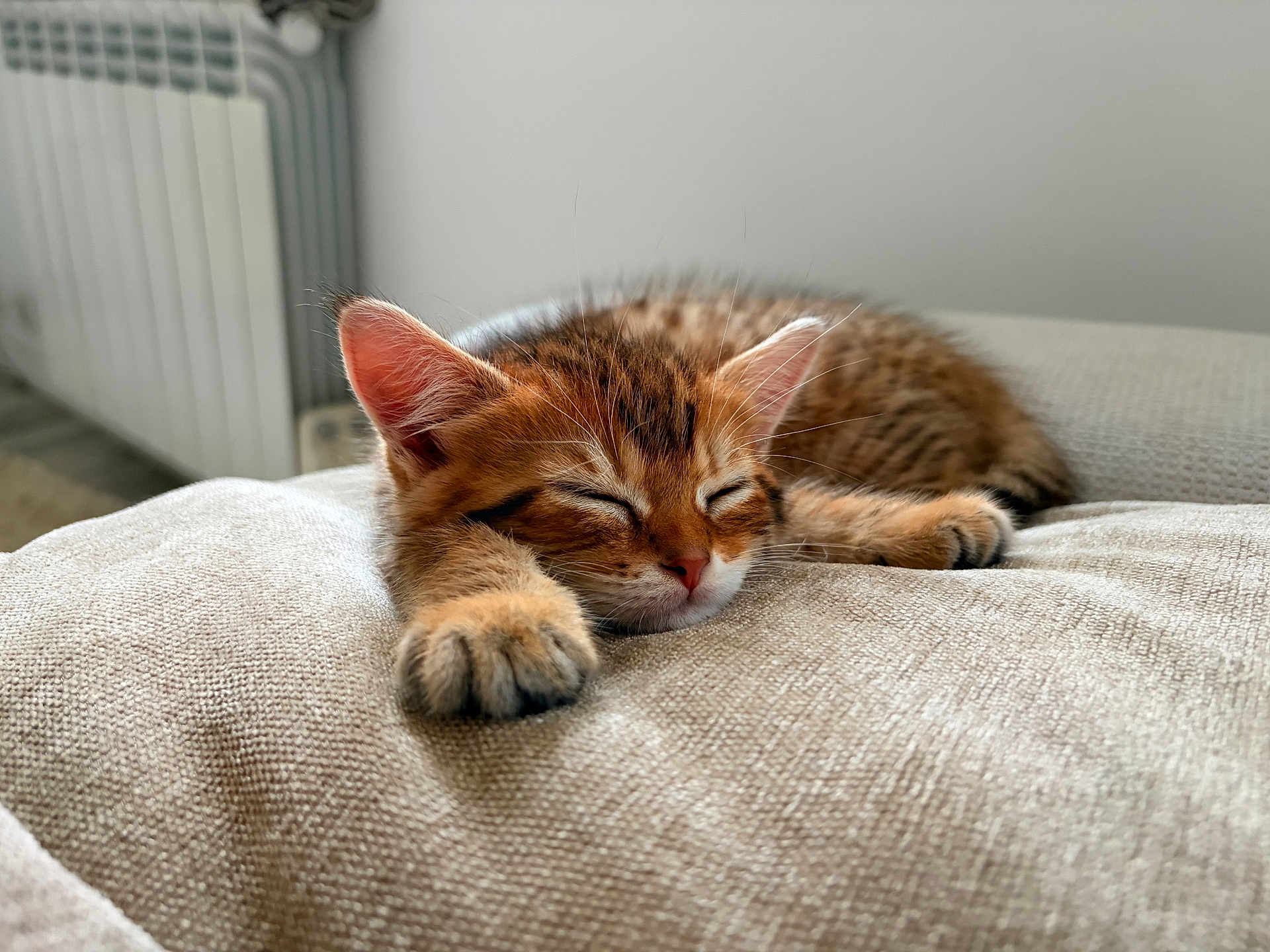 Archibald a rejoint le concours — aidez-le/la à gagner de superbes lots ! kitten, cat, sleeping, paw, fur, tabby, cushion, texture, indoor, cozy, resting, pet, animal, closeup, soft, comfort, relaxation, feline, whiskers, ears