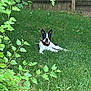 Ricardo is registered to the contest to win money with this photo: dog, grass, outdoor, fence, greenery, leaf, plant, collar, pet, canine, nature, backyard, lawn, relaxing, summer, sunlight, animal, resting, domestic_animal, vertebrate