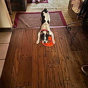 Ricardo is registered to the contest to win money with this photo: dog, toy, wooden_floor, red_collar, carpet, indoor, pet, black_and_white, playful, furniture, living_room, flooring, animal, canine, home, cute, laying_down, orange_toy, domestic, floor