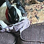 Ricardo is registered to the contest to win money with this photo: dog, boston_terrier, pet, couch, fabric, clothing, ear, eye, resting, indoor, texture, pattern, close_up, animal, curious, black_and_white, collar, home, playful, mischievous