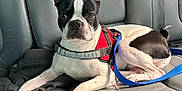 Ricardo is registered to the contest to win money with this photo: dog, boston_terrier, pet, leash, harness, car_interior, leather_seat, black_and_white, animal, canine, sitting, resting, domestic_animal, vehicle, backseat, alert, ears_up, short_hair, companion, cute