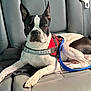 dog, boston_terrier, pet, leash, harness, car_interior, leather_seat, black_and_white, animal, canine, sitting, resting, domestic_animal, vehicle, backseat, alert, ears_up, short_hair, companion, cute