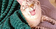 Vaillant a rejoint le concours — aidez-le/la à gagner de superbes lots ! blanket, cat, chair, closed_eyes, comfy, cozy, cute, feline, fur, green_blanket, indoor, paws, pet, relaxed, resting, smiling, striped, tabby_cat, tongue_out, whiskers