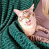 blanket, cat, chair, closed_eyes, comfy, cozy, cute, feline, fur, green_blanket, indoor, paws, pet, relaxed, resting, smiling, striped, tabby_cat, tongue_out, whiskers