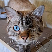Vaillant a rejoint le concours — aidez-le/la à gagner de superbes lots ! animal, blue_eye, cat, close_up, curious, cute, domestic_cat, ears, face, feline, food_bowl, fur, indoor, nose, one_eyed_cat, pet, portrait, soft_light, tabby, whiskers