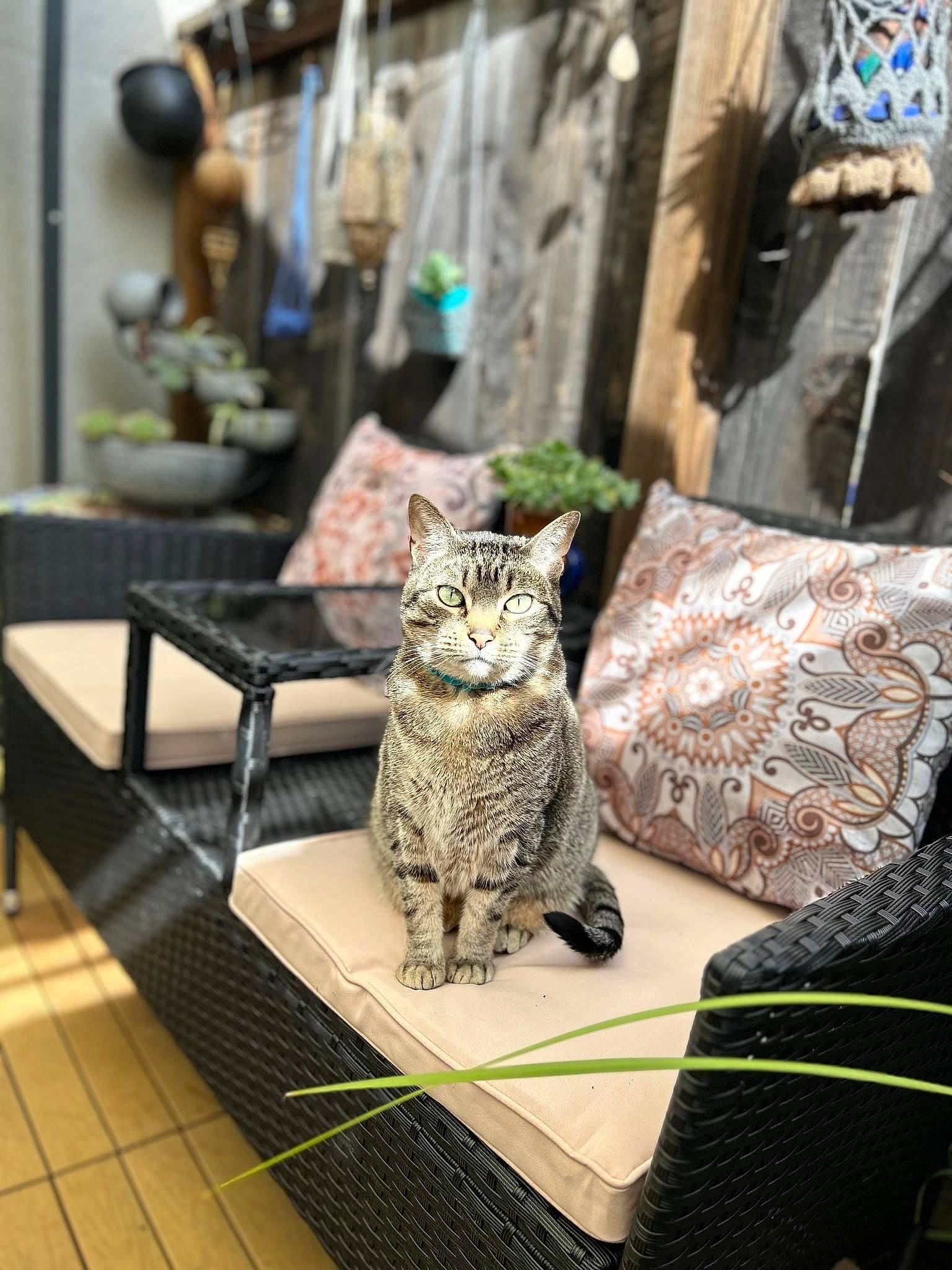 George is registered to the contest to win money with this photo: art, carnivore, cat, comfort, domestic_short_haired_cat, felidae, flooring, fur, grey, metal, pattern, room, sitting, small_to_medium_sized_cats, street, tail, whiskers, wood